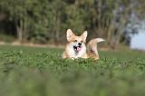 CORGI PEMBROKE 657